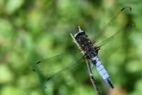 Libellula fulva