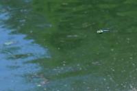 Anax imperator