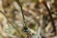 Gomphus pulchellus
