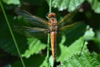 Libellula fulva