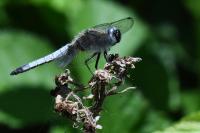 Libellula fulva