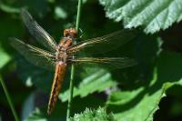 Libellula fulva
