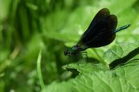 Calopteryx virgo