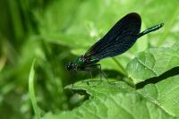 Calopteryx virgo