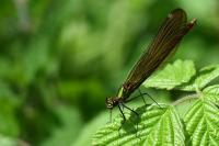 Calopteryx virgo