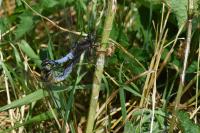 Orthetrum cancellatum