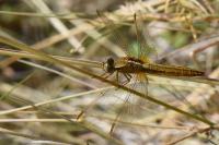 Crocothemis erythraea