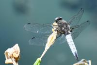 Libellula fulva