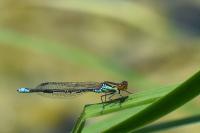 Erythromma viridulum