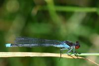 Erythromma najas