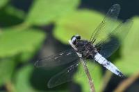 Libellula fulva