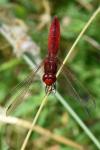 Crocothemis erythraea