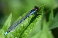 Erythromma najas