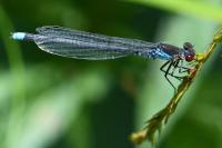Erythromma najas