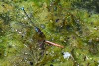 Erythromma viridulum