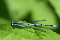 Coenagrion puella