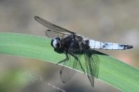 Libellula fulva