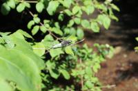 Libellula fulva