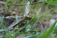 Gomphus pulchellus