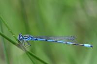 Coenagrion puella