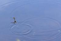 Orthetrum cancellatum