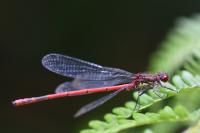 Pyrrhosoma nymphula