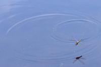Orthetrum cancellatum