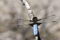 Libellula depressa