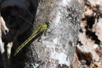Gomphus pulchellus