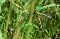 Orthetrum cancellatum
