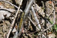 Orthetrum cancellatum