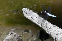 Libellula depressa