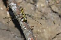 Orthetrum cancellatum