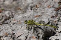 Gomphus pulchellus