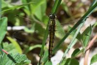 Orthetrum cancellatum