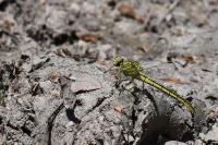 Gomphus pulchellus