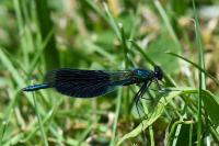 Calopteryx splendens