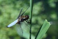 Libellula depressa