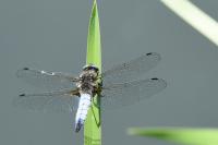 Libellula fulva