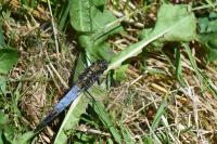 Orthetrum cancellatum