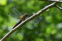 Libellula fulva