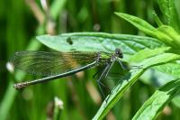 Calopteryx splendens