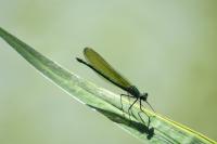 Calopteryx splendens