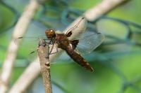 Libellula depressa