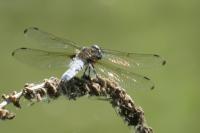 Libellula fulva