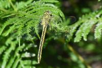 Gomphus pulchellus
