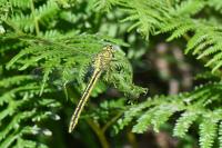 Gomphus pulchellus
