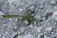 Gomphus pulchellus
