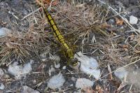 Orthetrum cancellatum