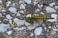 Orthetrum cancellatum
